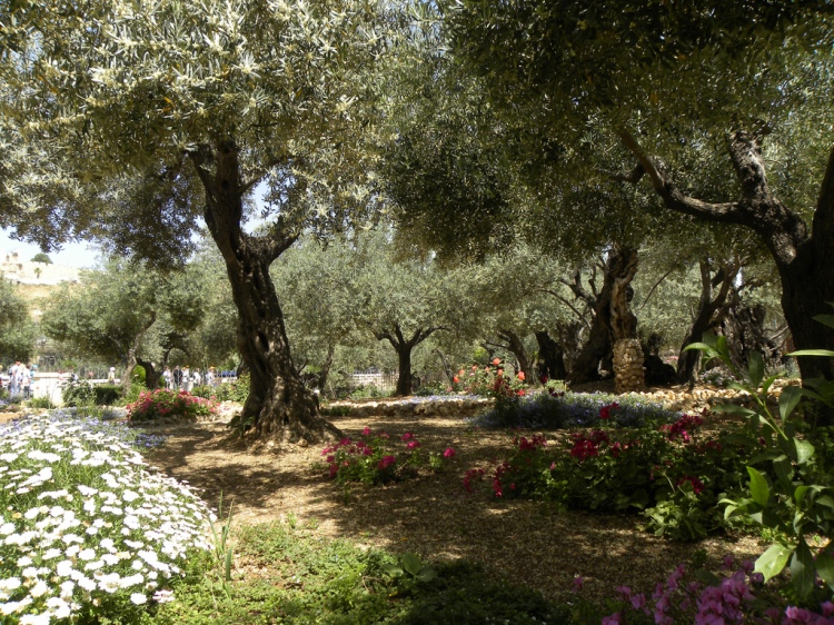 Garden of Gethsemane 2